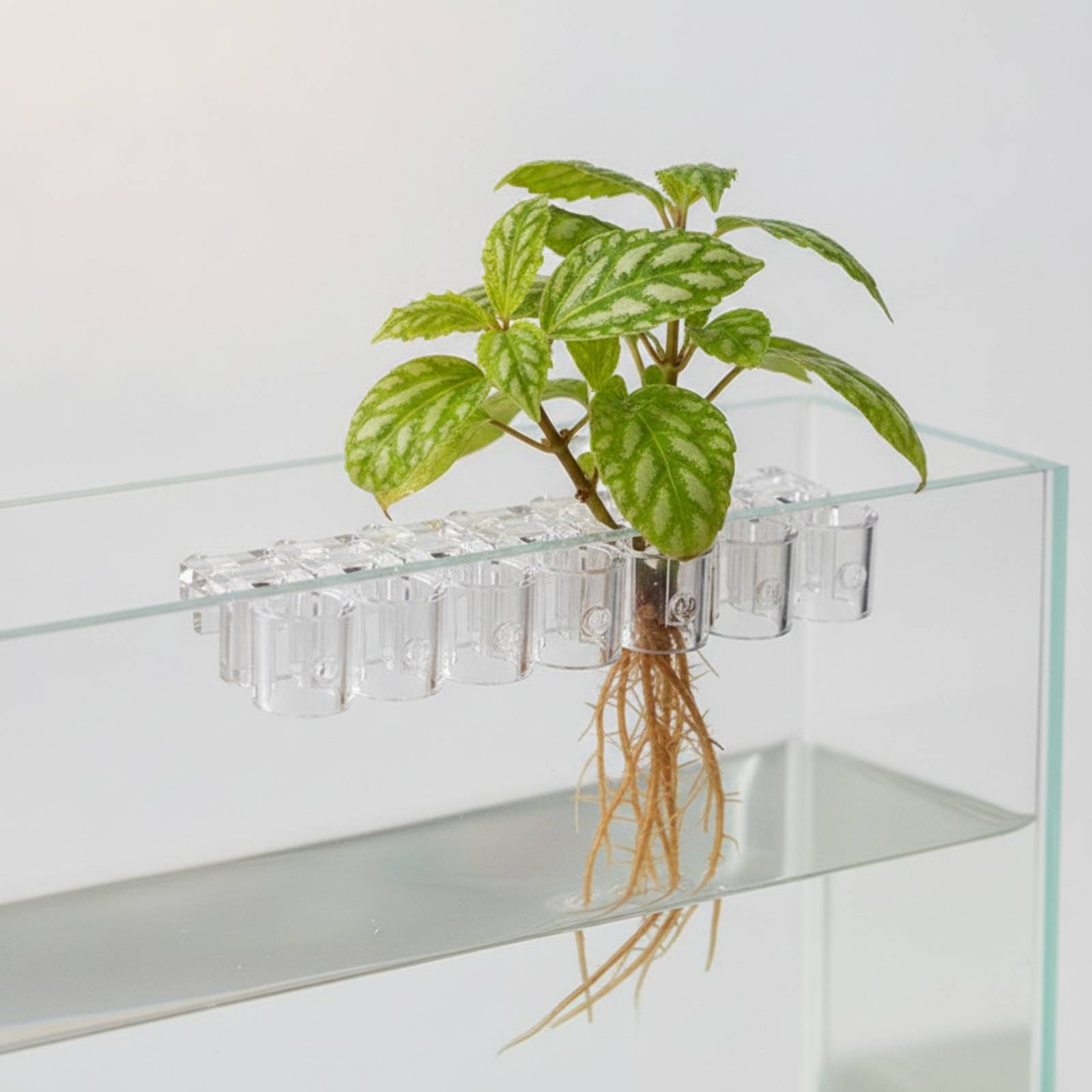 Набор из 6 прозрачных гидропон – обзор и цена Aquarium Plants
