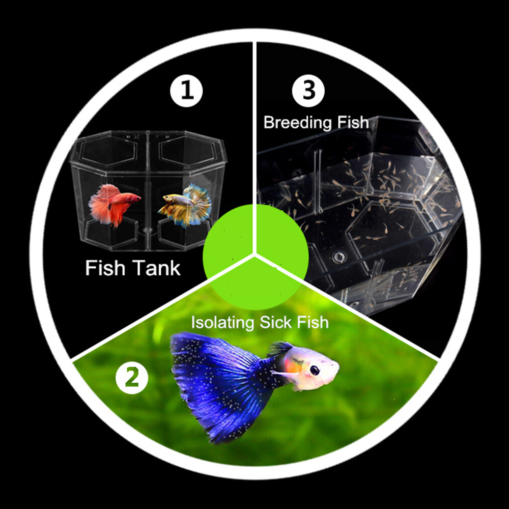 Акриловый аквариум с двумя раз – обзор и цена Betta Fish Tank